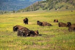 bisontes com panorama do amarelo pedra nacional parque foto