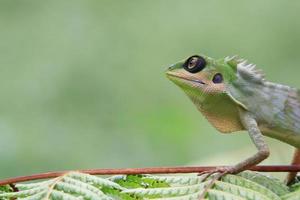 verde com crista lagarto encarando para dentro espaço foto