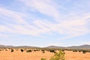 cênico rural panorama foto