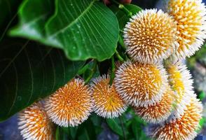 neolamarckia cadamba. kadam ou kadambo flores é uma chuvoso estação flor dentro bangladesh.branco e amarelo misturado cor flor. foto