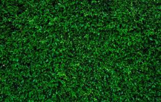 pequenas folhas verdes em fundo de textura de parede de cobertura. planta de cobertura verde closeup no jardim. parede de cerca viva eco evergreen. pano de fundo natural. beleza na natureza. folhas verdes com papel de parede padrão natural. foto