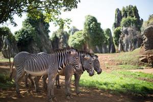 3 zebras em pé juntos foto