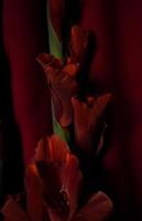 vermelho flor em vermelho fundo vertical foto