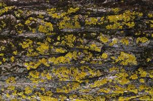 cobertura de musgo em fundo de casca de árvore. textura de musgo close-up na superfície da árvore. foto