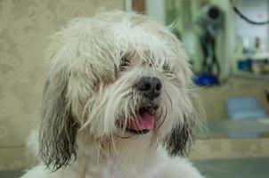 retrato do uma desgrenhado branco cachorro com uma saliente língua foto