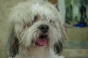 retrato do uma desgrenhado branco cachorro com uma saliente língua foto