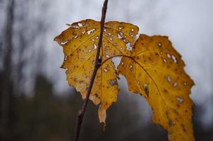 velho outono amarelo folha em uma ramo foto
