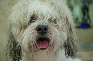 retrato do uma desgrenhado branco cachorro com uma saliente língua foto