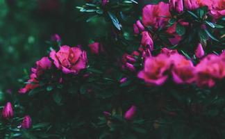 Sombrio floral fundo do florescendo rosa-vermelho azaléias e Sombrio verde folhas foto