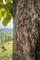 fechar acima foto do árvore tronco madeira local plantar a partir de Semarang Indonésia. a foto é adequado para usar para natureza textura fundo, conteúdo social meios de comunicação e poster.