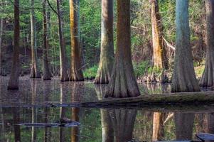 uma floresta do cipreste árvores crescendo dentro uma pântano. foto