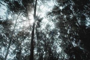 luz solar através a galhos do árvores dentro a floresta, vintage tom, natural verde fundo. foto