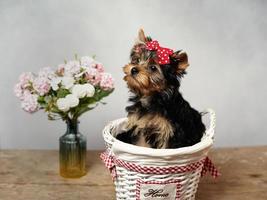 uma bonitinho, fofo yokrshire terrier cachorro senta dentro uma branco vime cesta contra uma branco fundo. a cachorro tem uma vermelho arco em Está cabeça, uma vaso com Rosa flores carrinhos próximo. cópia de espaço foto