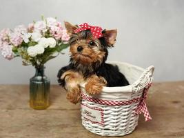 uma bonitinho, fofo yokrshire terrier cachorro senta dentro uma branco vime cesta contra uma branco fundo. a cachorro tem uma vermelho arco em Está cabeça, uma vaso com Rosa flores carrinhos próximo. cópia de espaço foto