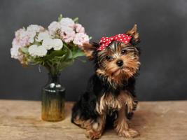 uma bonitinho, fofo yokrshire terrier cachorro senta em uma de madeira mesa, posando em Câmera. a cachorro tem uma vermelho arco em Está cabeça, uma vaso com Rosa flores carrinhos perto foto