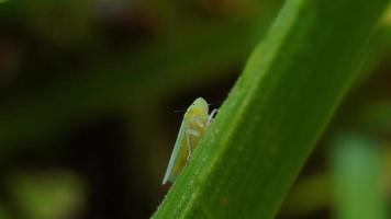 foto do verde selvagem borboleta dentro a jardim