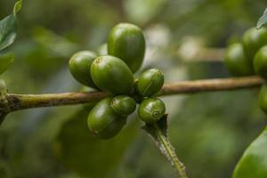 fechar acima foto do verde café feijão quando Primavera temporada. a foto é adequado para usar para natureza fundo, conteúdo social meios de comunicação e fruta poster.