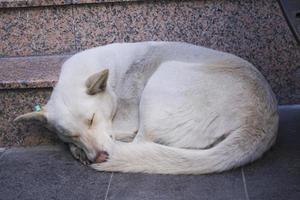 uma retrato do uma sem teto cachorro mentiras dentro a meio do a rua foto