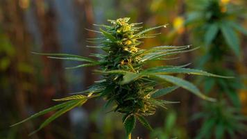close-up de uma planta de cannabis