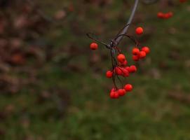 aglomerados vermelhos de cinzas de montanha em um galho no final do outono. bagas vermelhas de Rowan contra um céu azul. nome latino sorbus aucuparia l. foto