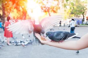 pombo comendo da mão da mulher no parque, alimentando pombos no parque durante o dia foto