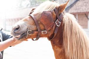 lindo cavalo marrom, animal domesticado usado por humanos como meio de transporte. dia de verão foto