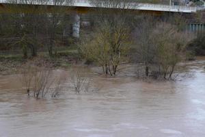 árvores dentro a Mosel inundar foto