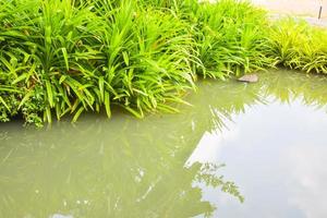 verde Pandan folhas de a água dentro a jardim foto