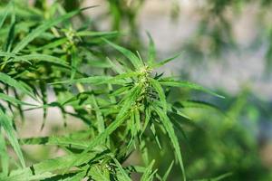 maconha, cannabis plantar folha crescendo ao ar livre dentro a jardim foto