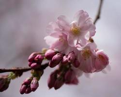 sakura é florescendo foto