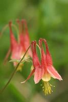 Oriental columbine flores foto