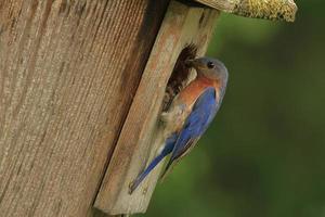 pássaro azul alimentando bebês foto