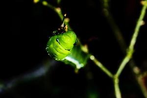 pequeno verde gasto foto