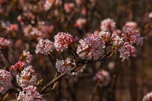 grupo do viburnum perfumado branco flores e Rosa botões. florescendo viburnum farreri fechar-se dentro parque com borrado fundo. foto