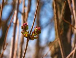 pequeno brotos do sambucus racemosa dentro cedo Primavera tempo. foto