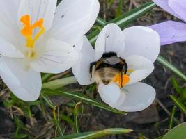 uma abelha coleta pólen a partir de uma açafrão flor dentro cedo Primavera. foto