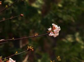 grupo do viburnum perfumado branco flores e Rosa botões. florescendo viburnum farreri fechar-se dentro parque com borrado fundo. foto