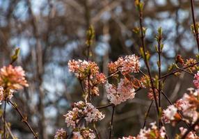 uma grupo do perfumado branco viburnum flores e rosa brotos e uma borboleta. florescendo viburnum farreri fechar-se dentro a parque com uma borrado fundo. foto