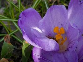 uma abelha coleta pólen a partir de uma açafrão flor dentro cedo Primavera. foto