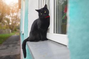 uma lindo Preto gato com verde olhos senta em a janela. foto