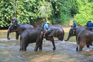 Chiang maio, tailândia-outubro 2014, mahouts estão equitação elefantes às elefante acampamento. chiangmai, Tailândia em Outubro 15, 2014. foto