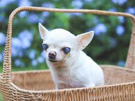 cão chihuahua velho com olhos cegos, sentado na cesta no belo jardim com flores roxas. foto