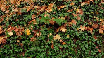 folhas de hera verde na parede. plano de fundo texturizado de folhas. textura de parede de planta verde para design de pano de fundo e parede ecológica e cortada para obras de arte. muitas folhas. foto