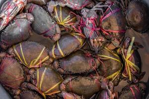 viver caranguejos pronto para estar cozinhou dentro uma mercado foto