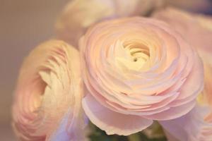 flores rosa ranúnculo fechadas com um fundo desfocado foto
