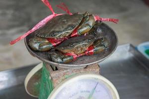 vivo caranguejos em Saldo às a mercado foto