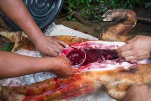 interno órgãos e sangue do porco foto