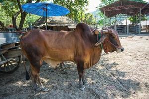 vaca carrinho dentro Tailândia foto