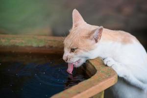 adorável gato é bebendo água a partir de tijolo bacia foto