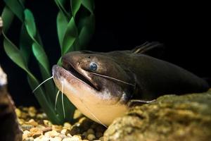 gigante peixe-gato embaixo da agua foto